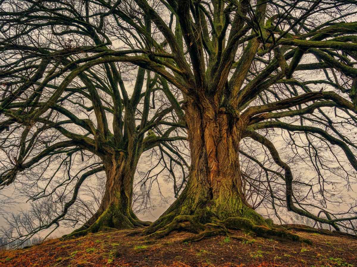 (Avoiding) Poetic Ecological&nbsp;Collapse